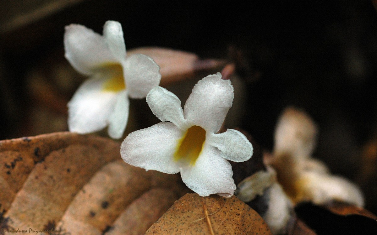 Gastrodia gunatillekeorum